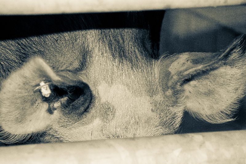 schwein geschlachtet