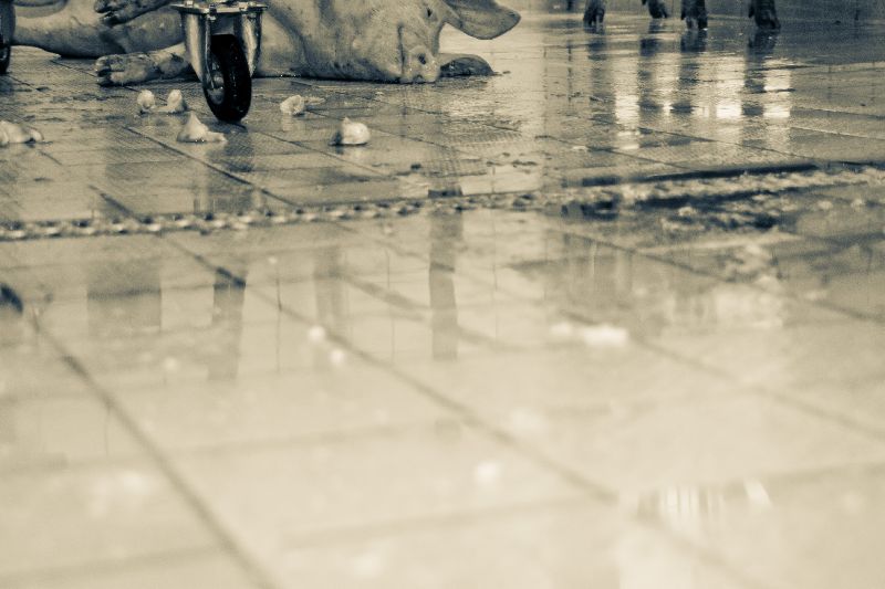 schwein geschlachtet