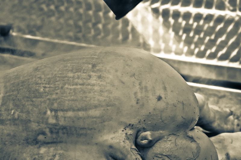 schwein geschlachtet